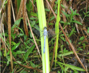 Figure 17. Dragonflies are natural mosquito predators